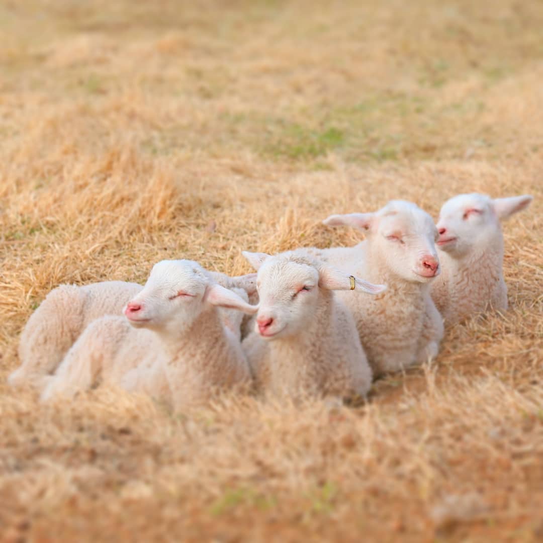 小羊羔 🐑|羊羔_新浪新闻