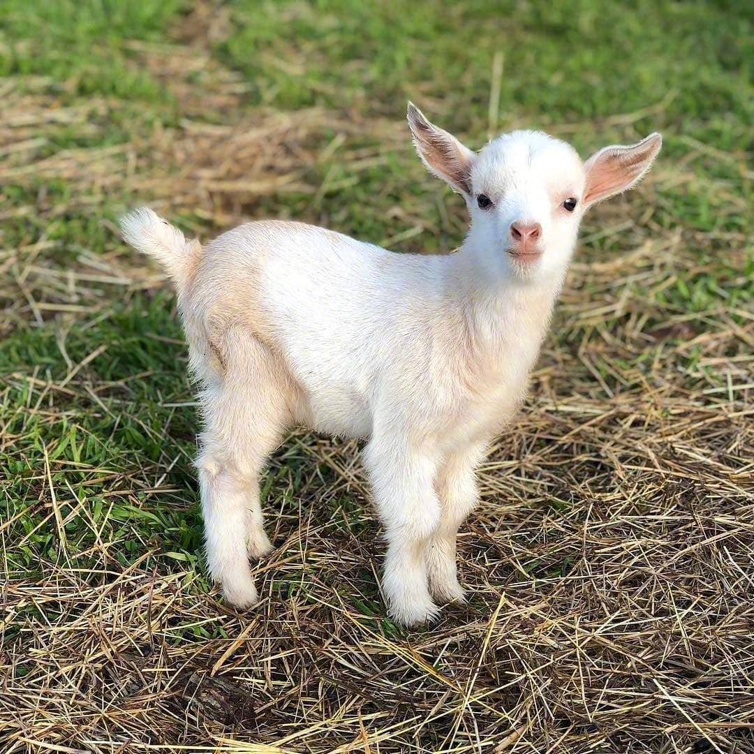 小羊羔 🐑|羊羔_新浪新闻