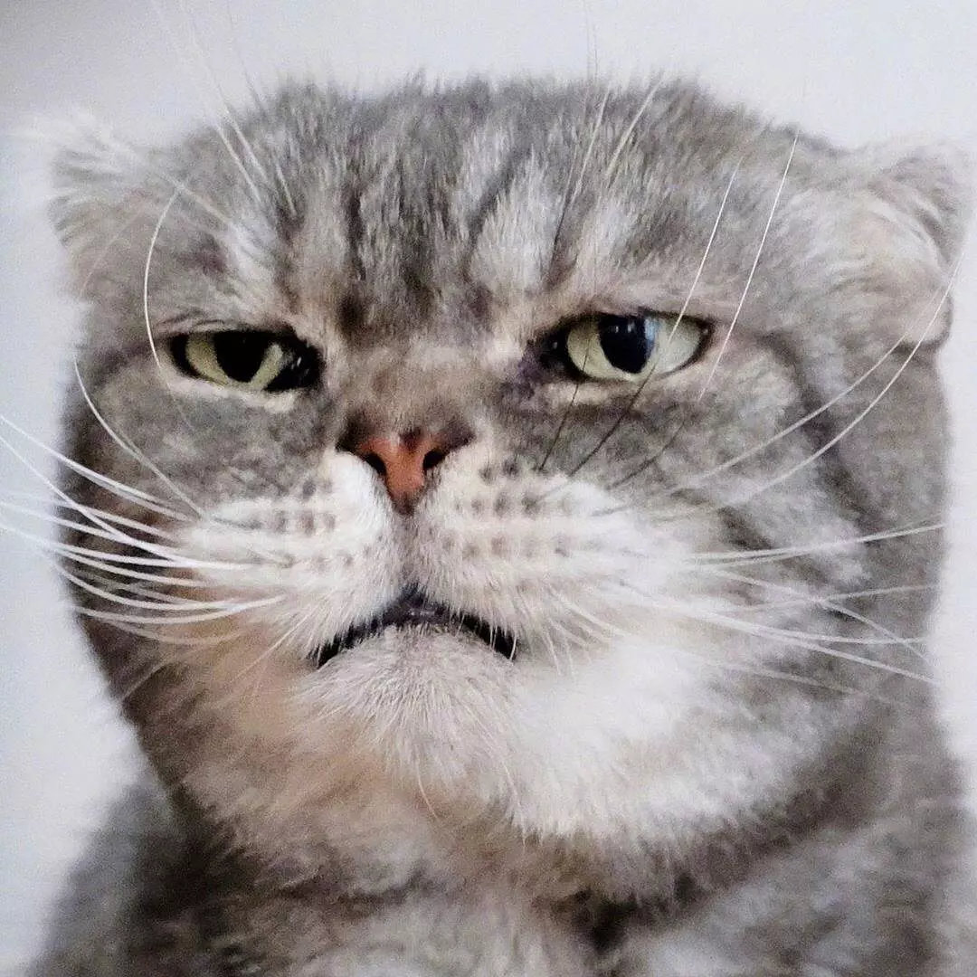 一只眼神自带杀气的猫咪,有点怕怕啊ins: grumpy coco