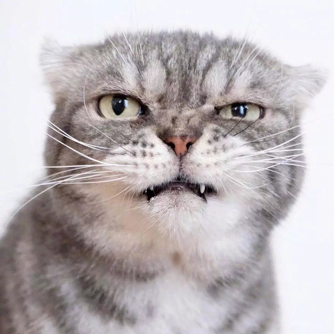 一只眼神自带杀气的猫咪,有点怕怕啊ins: grumpy coco