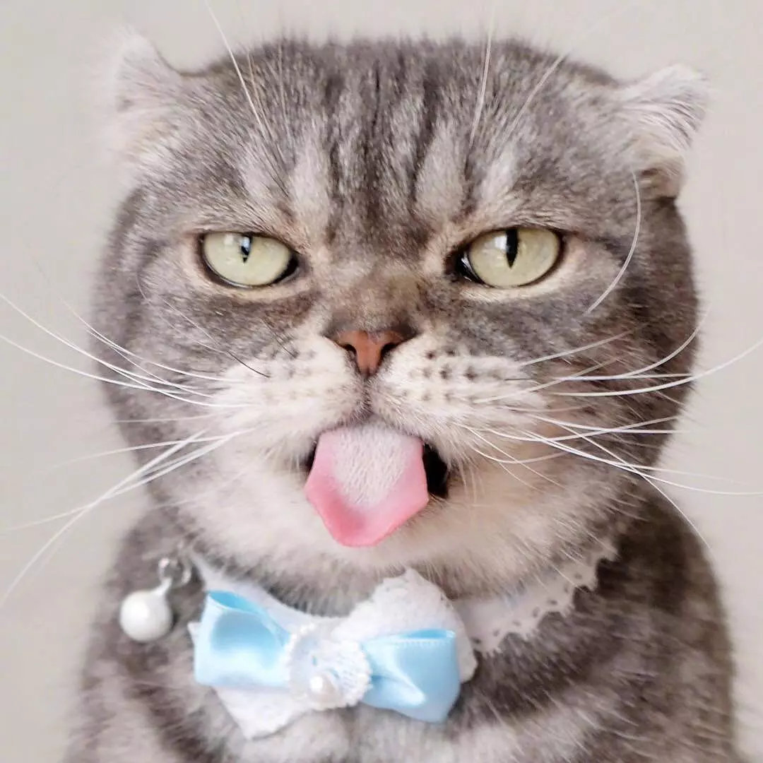 一只眼神自带杀气的猫咪,有点怕怕啊ins: grumpy coco