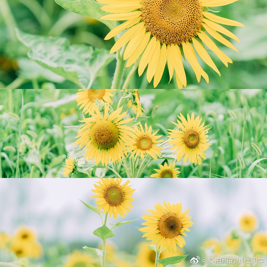 夏花绚烂 爱拍照的小杜同学