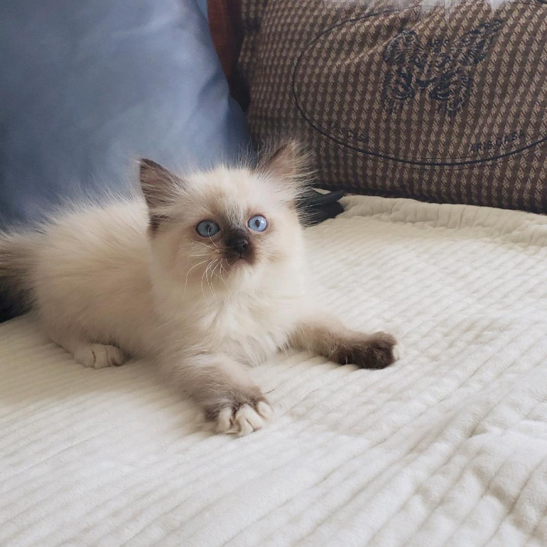 小猫咪鼻子黑黑的,是刚挖煤回来吗? 家里的重点色布偶小弟弟