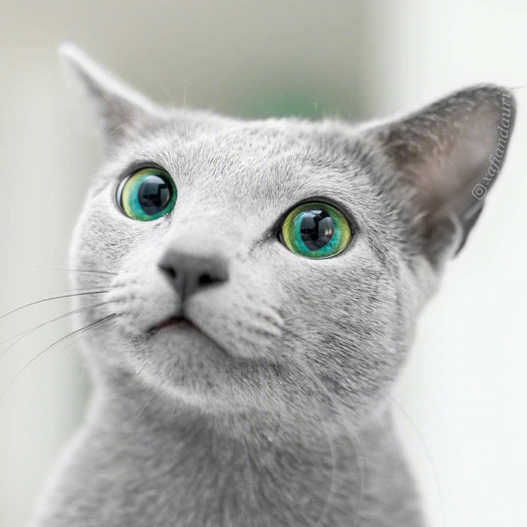 ins上拥有碧绿双眸的蓝猫auri,眼睛就像湖泊一样清澈,满满的灵气_高清