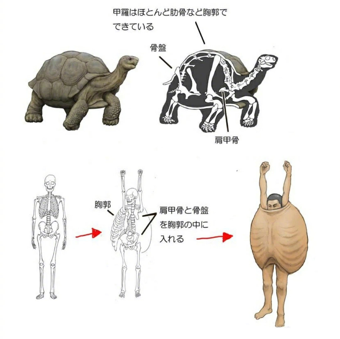 岛国动物插画家川崎悟司,除了靠谱的古生物复原图|复原图|古生物|插画