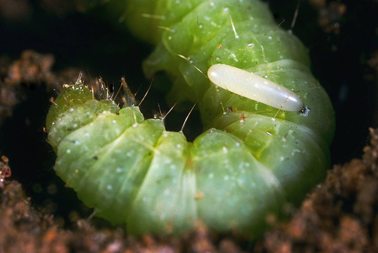 小程序元一辈子的算计|泥蜂|状态机|昆虫_新浪新闻