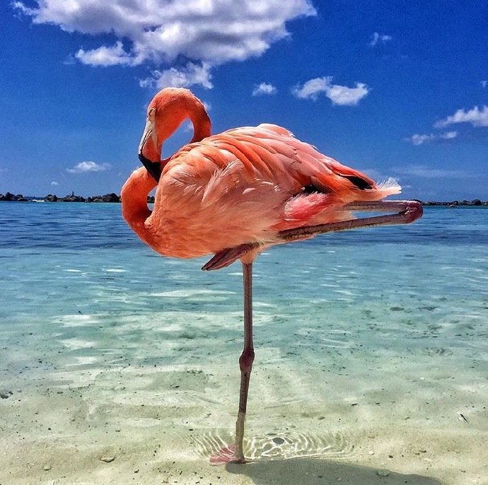 阿鲁巴的火烈鸟沙滩(flamingo beach)