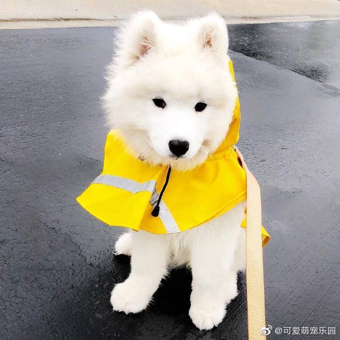萨摩耶 原是西伯利亚的原住民萨摩耶族培育出的犬种 萨摩耶 原是西伯利亚的原住民萨摩耶族培育出的犬种