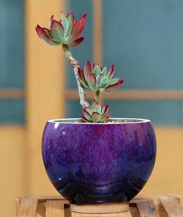 过年喝剩的酒瓶种上多肉美翻了邻居都想掏钱买