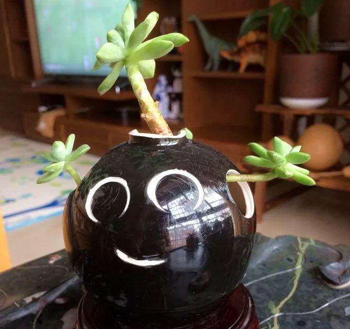 过年喝剩的酒瓶种上多肉美翻了邻居都想掏钱买