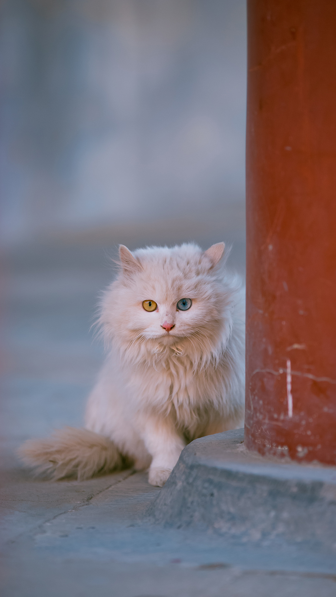 神仙颜值御猫小龙女公主