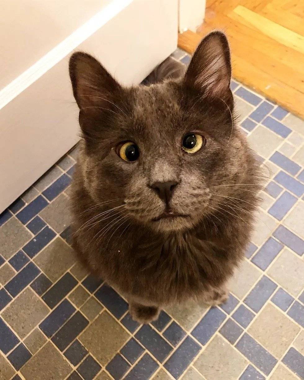 这只猫咪是网友从收容所里接回来的取名叫belarus