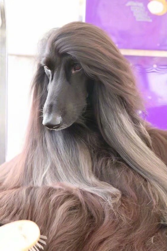 阿富汗犬这发量羡慕了