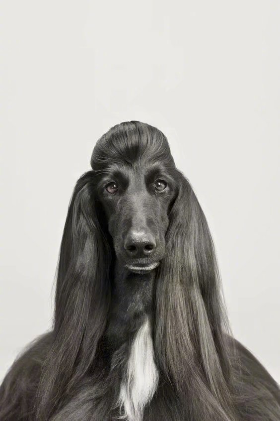 阿富汗犬这发量羡慕了