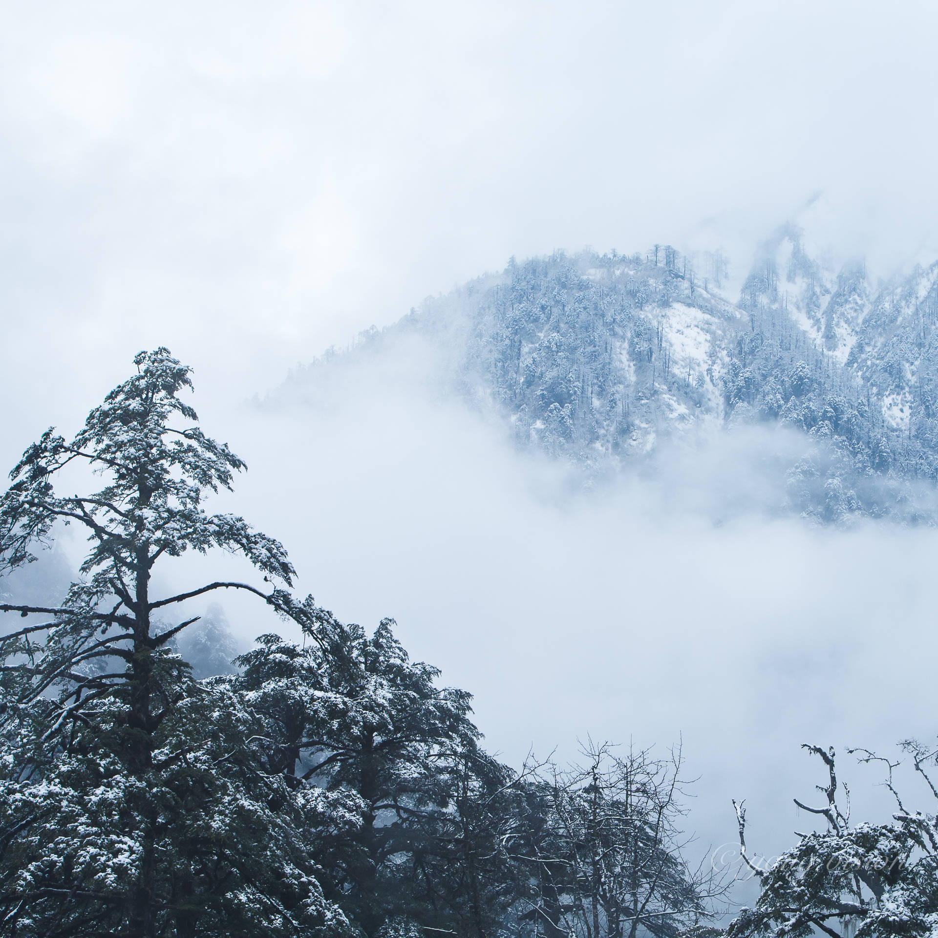 云南腾冲高黎贡山秘境位于青藏高原南部壮观的垂直自然景观