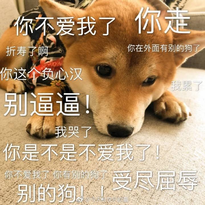 可爱狗子的表情包|狗子|表情包|可爱_新浪新闻