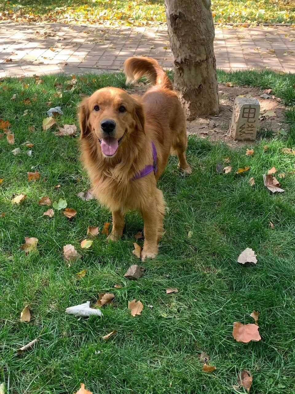 我好想你12月17日下午4点左右,于明珠商贸城附近走丢一只棕色金毛,名