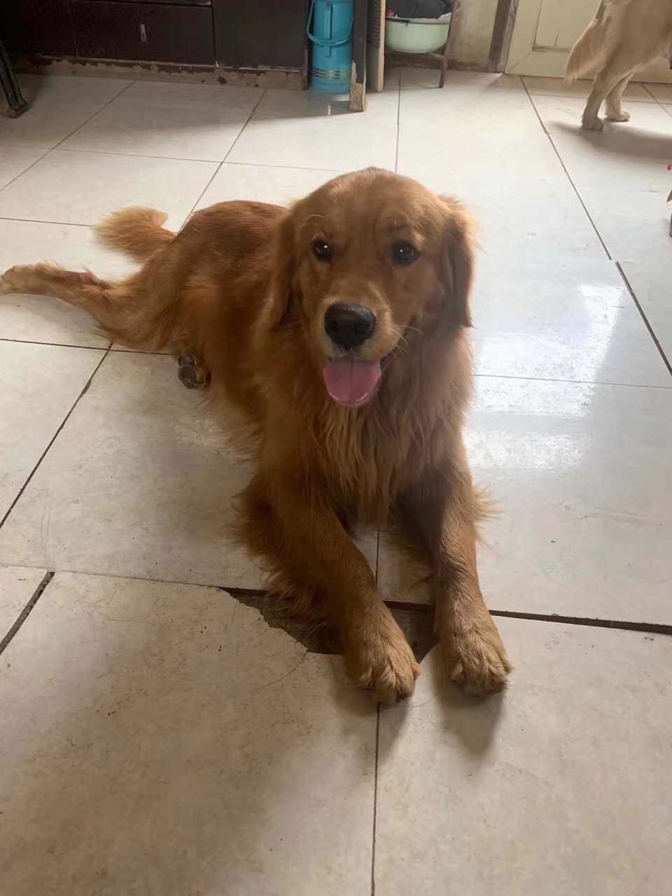 我好想你12月17日下午4点左右,于明珠商贸城附近走丢一只棕色金毛,名