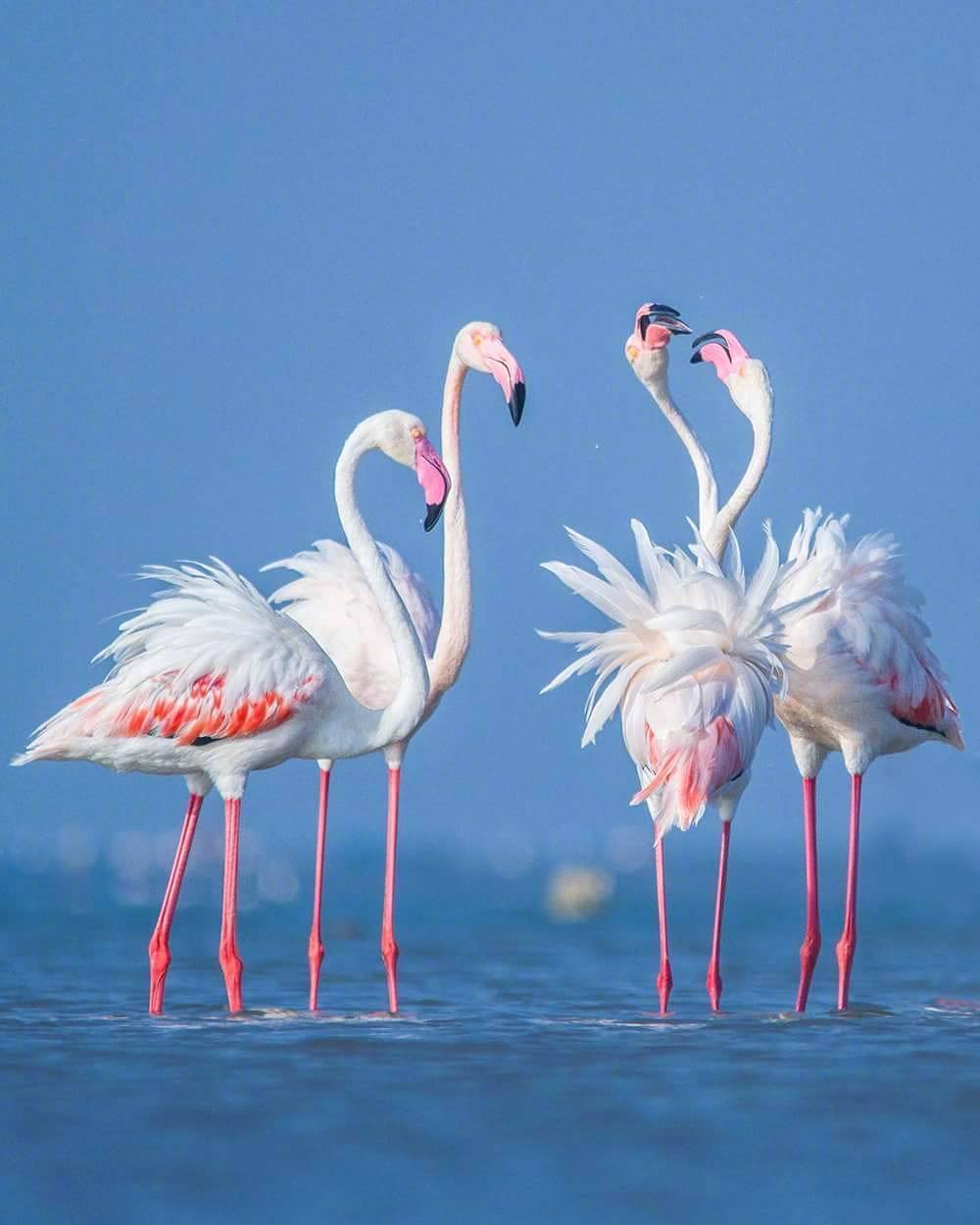 高贵典雅的火烈鸟. ins:dcphotography007
