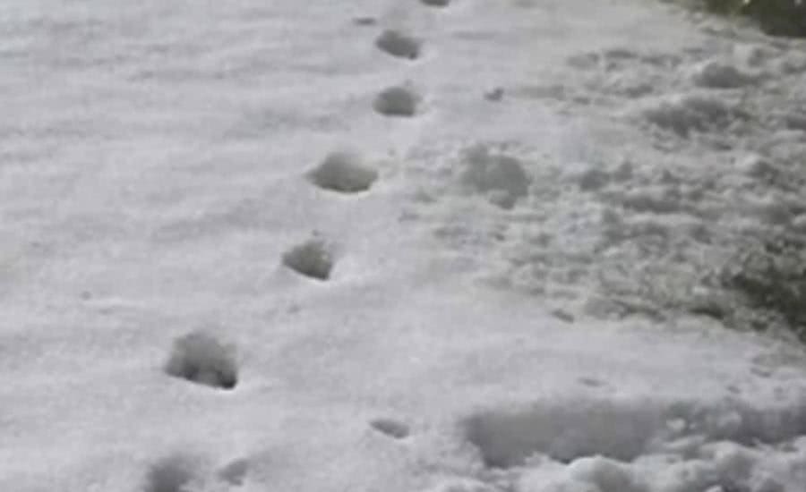 雪地上出现奇特"蹄印",神父看后断定这就是魔鬼脚印!