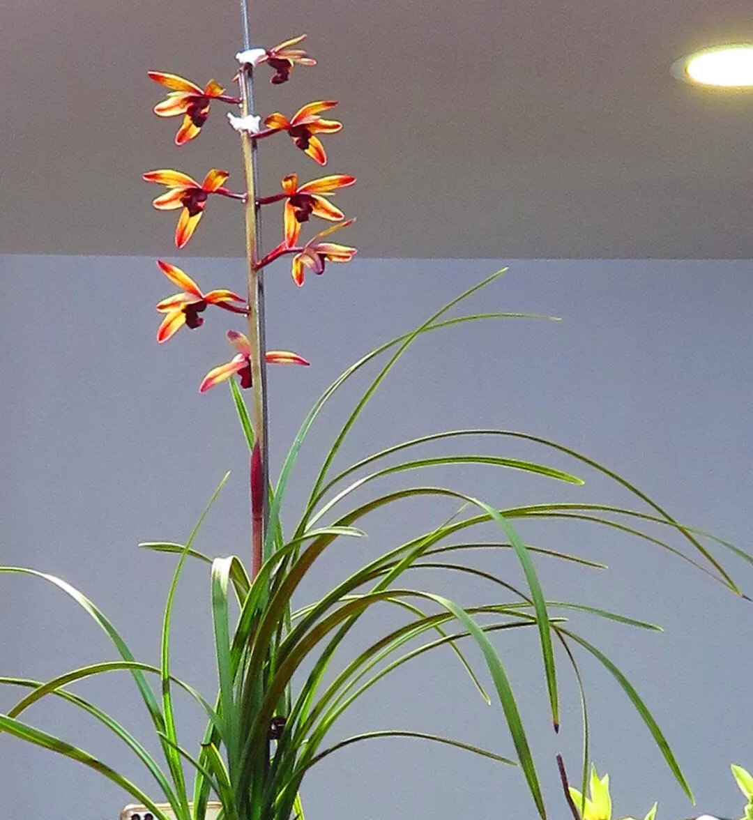 蕙兰传奇贵州兰展上的一个经典色花