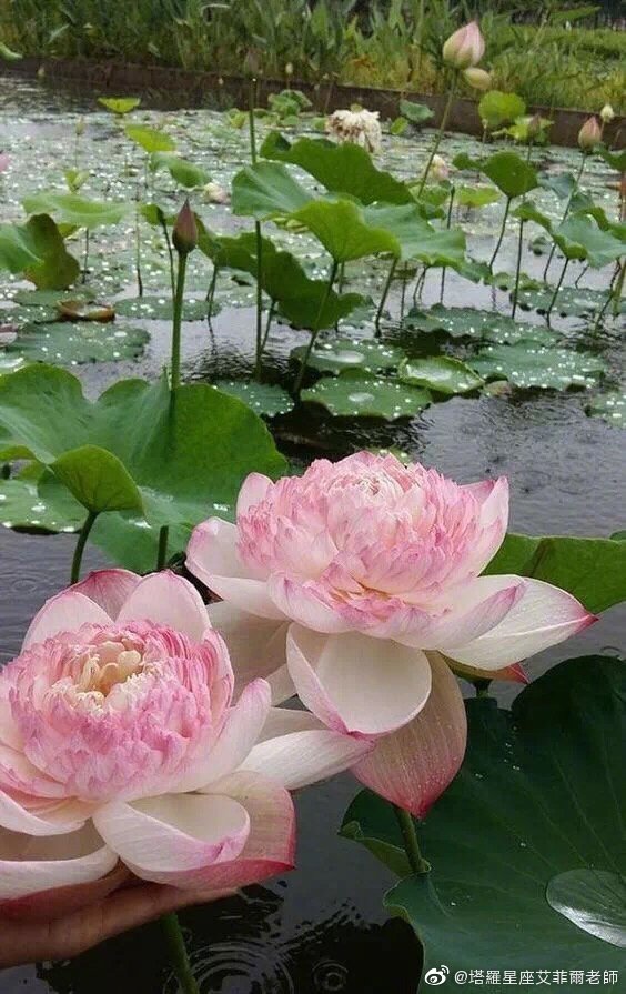 八月初一新月吉日