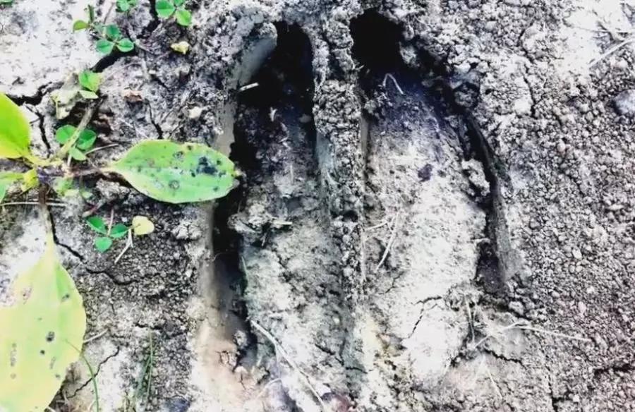 雪地上出现奇特"蹄印",神父看后断定这就是魔鬼脚印!