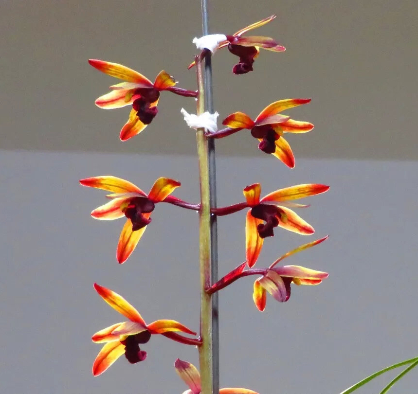 蕙兰传奇贵州兰展上的一个经典色花