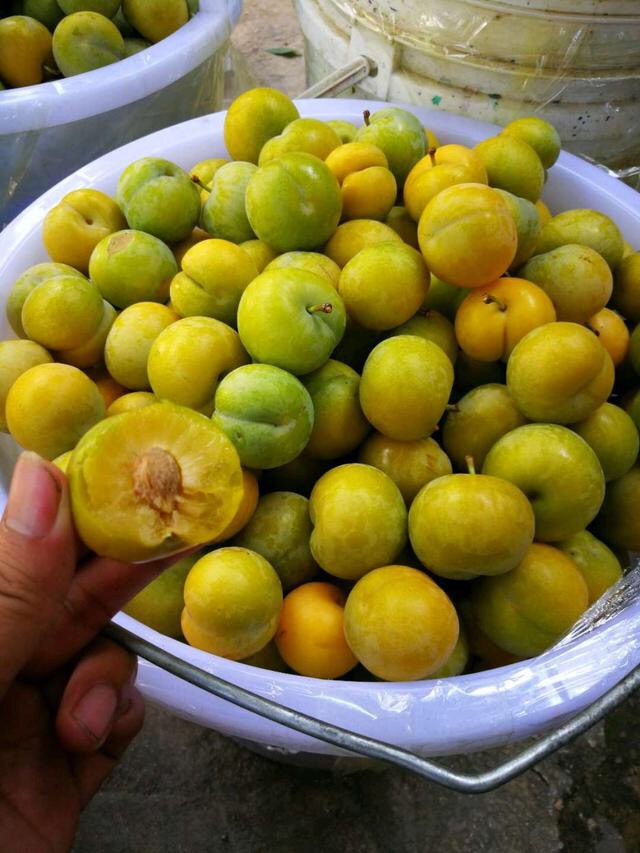 在贵州镇宁有一种青李子,不仅没有酸味,吃起来还带有蜂蜜的味道