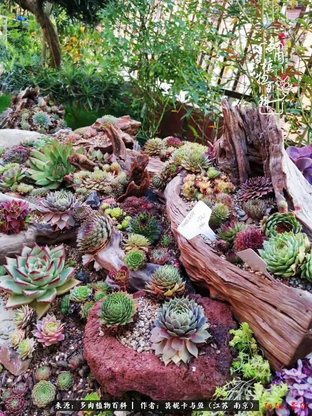 这多肉拼盘这么仙如何制作达人手把手教你制作长生草拼盘