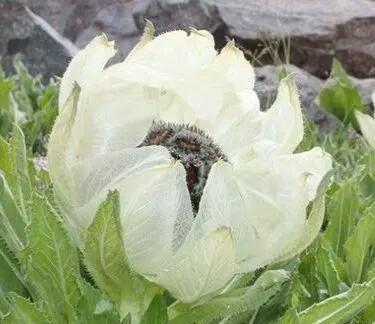 心理测试选择一朵神奇的天山雪莲测你最近会发生什么事情