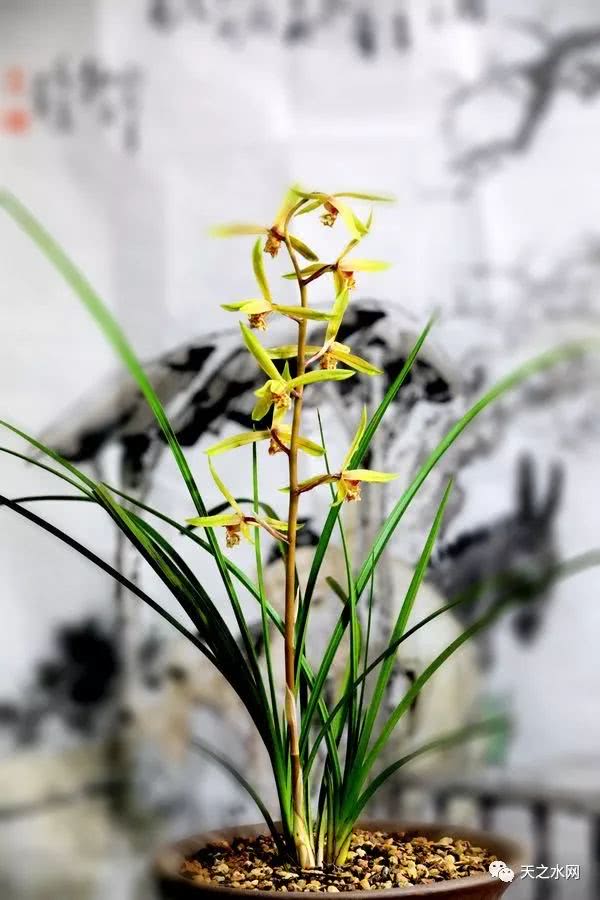 “盈庭草堂”首届国兰摄影美文大赛参赛作品展示(下篇)|兰花|秦州区|天水市_新浪新闻