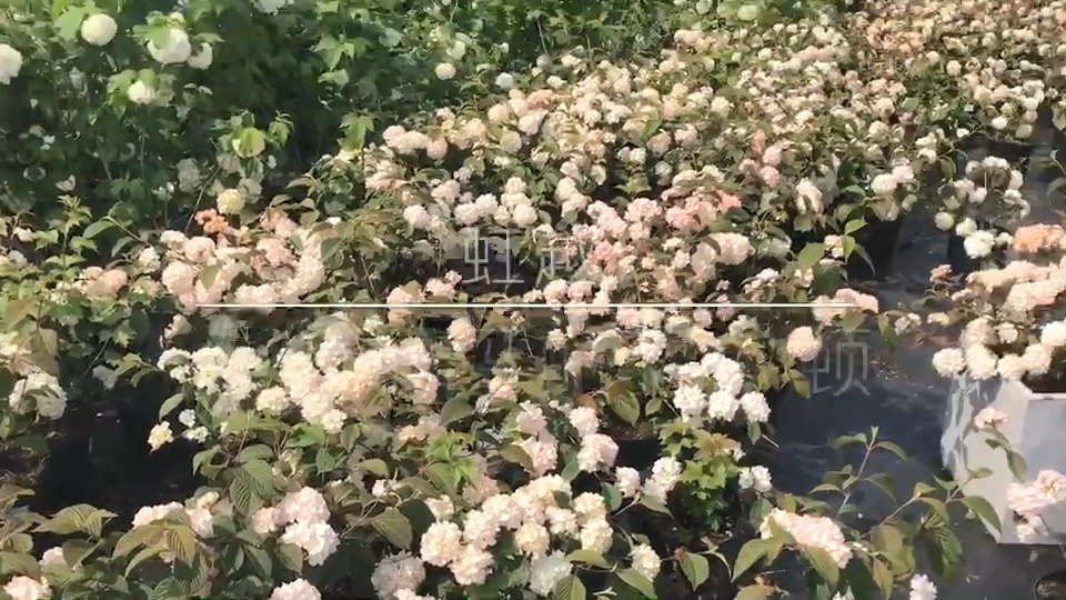 粉色木绣球 "玛丽弥尔顿"~看上去也太仙女了吧