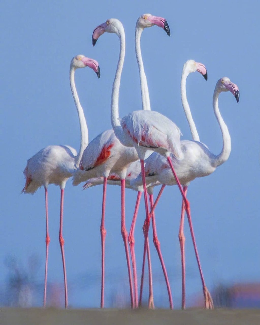 高贵典雅的火烈鸟. ins:dcphotography007