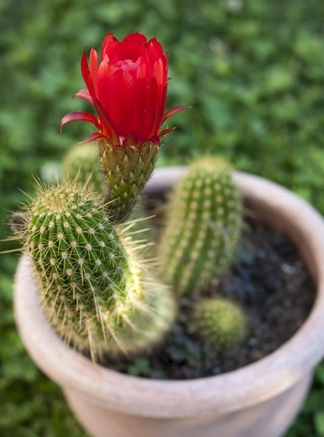 仙人球冬天怎么养