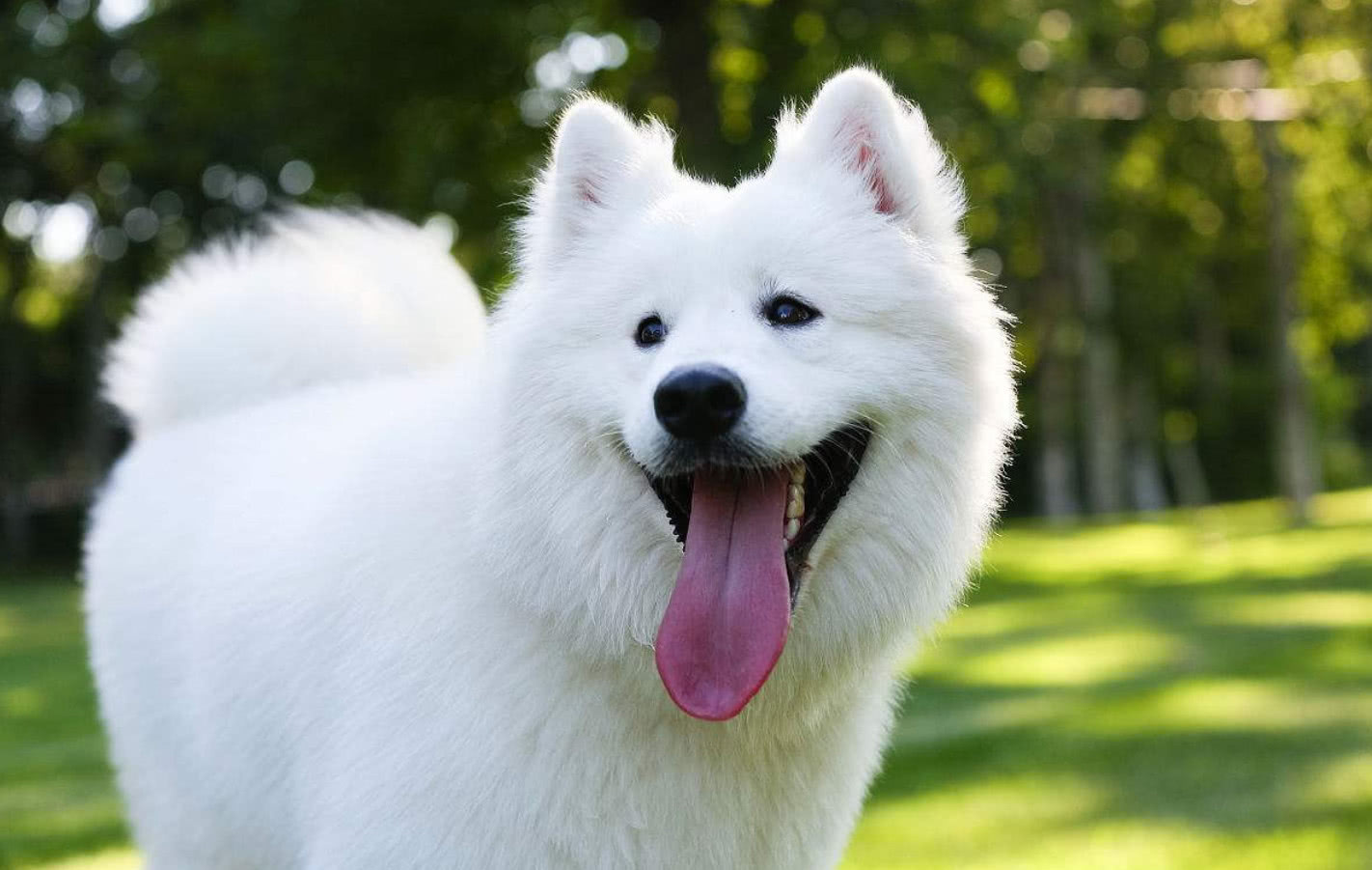 "微笑天使"萨摩耶真的是在笑吗?狗狗的表情还有其他含义