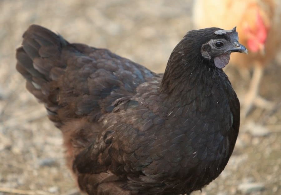 最多长到5斤重,我国的传统名鸡之一,现在买一只150元