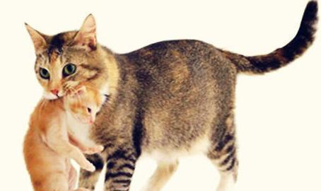 为什么母猫会吃掉自己生的小猫|母猫|小猫|幼猫|产崽|交配_新浪新闻