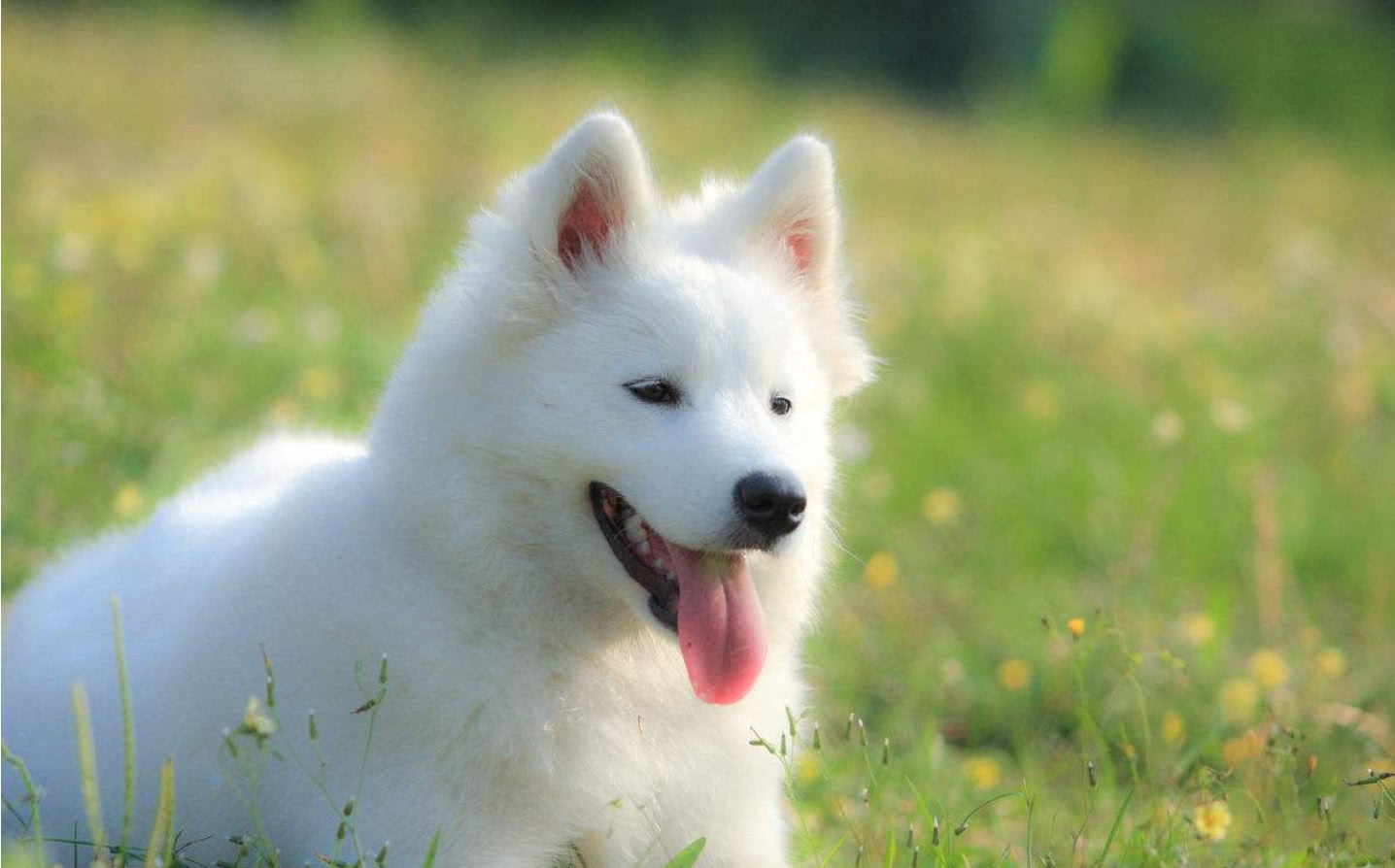 微笑天使萨摩耶真的是在笑吗狗狗的表情还有其他含义