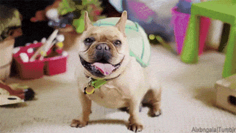 猫咪呆萌呆萌:"八字眉"猫咪狗狗有那么饿吗