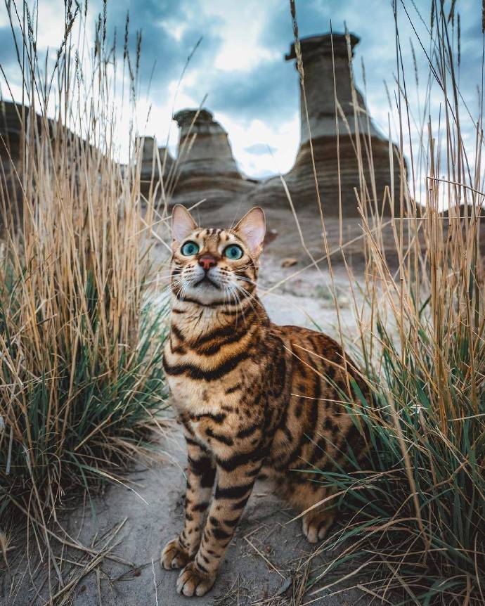 人不如猫系列,一只叫suki的孟加拉豹猫,跟着主人游山玩水