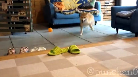 听到要去散步后的柴柴ぷりん 疯了 Twi 柴犬ぷんちゃん