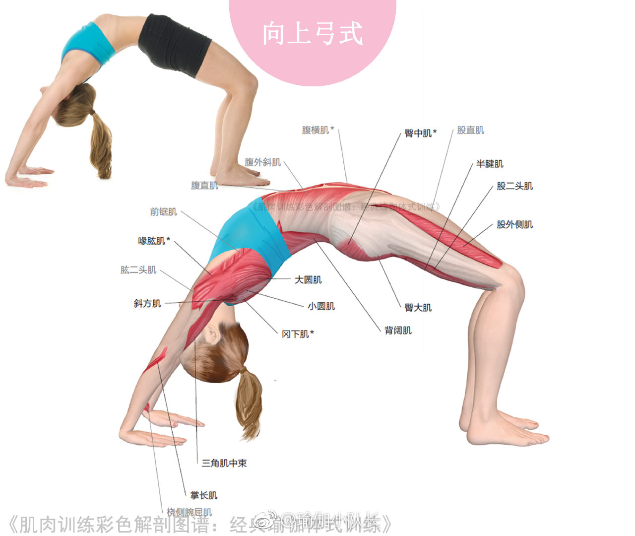 后屈体式 后屈体式