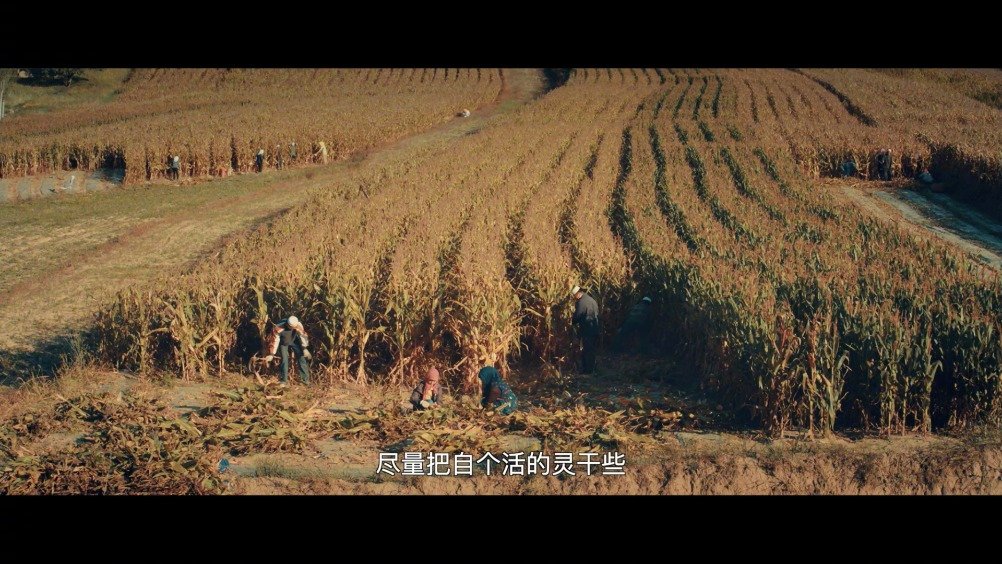 由第五代导演刘苗苗执导的电影《红花绿叶》改档