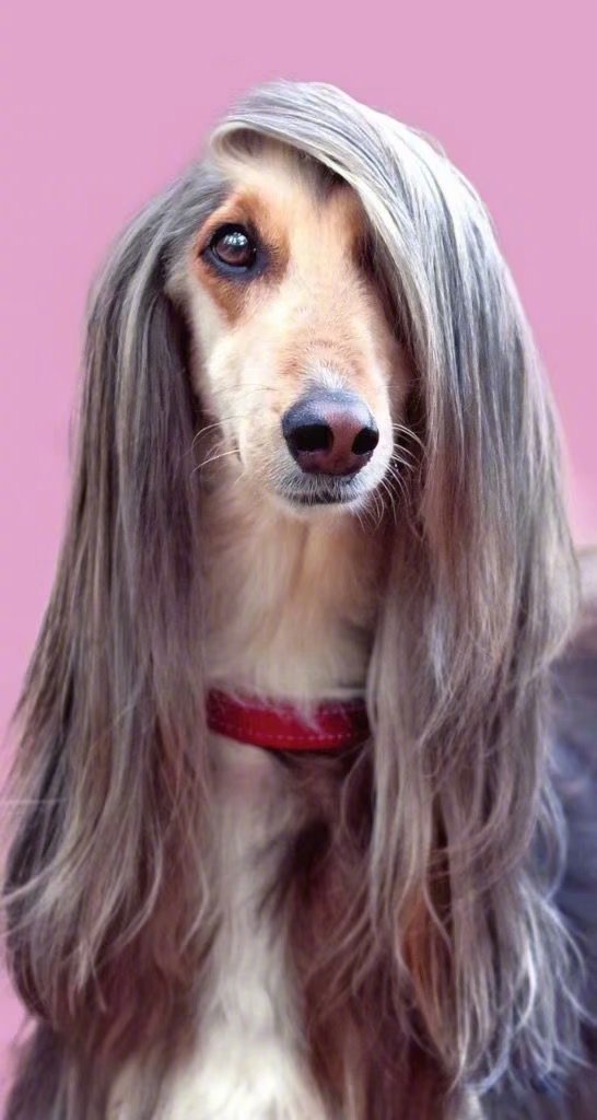 阿富汗犬这发量羡慕了