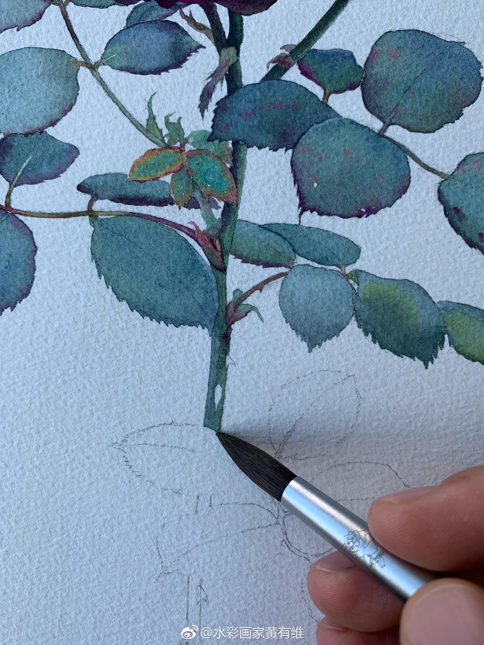 画玫瑰花的叶子