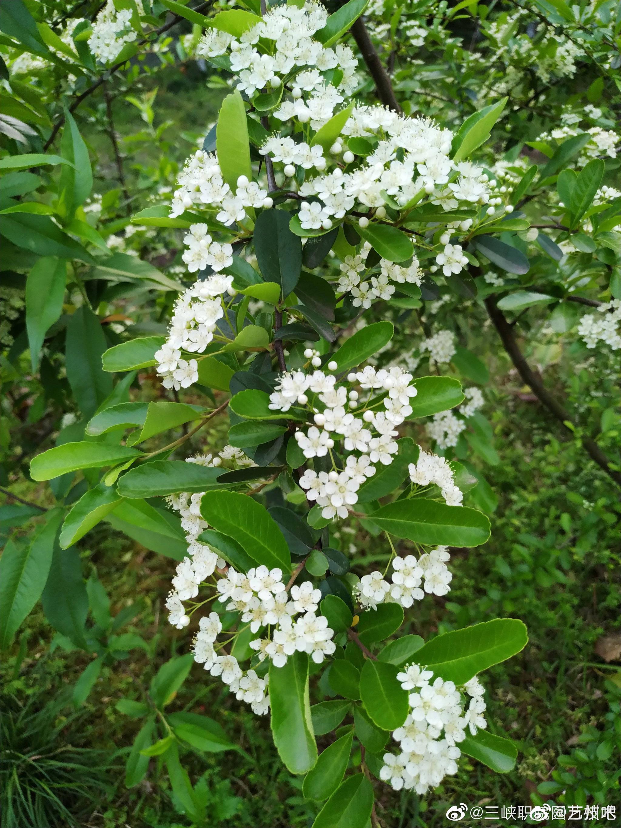 三职院火棘花满坡