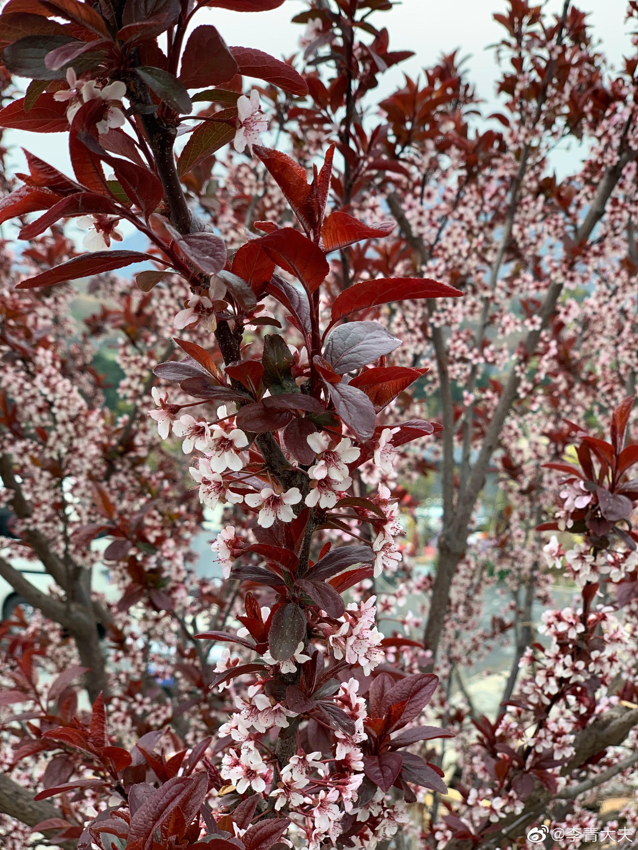 一个人在其人生道路上如果不结识新事物,就会很快感到孤单|紫叶矮樱