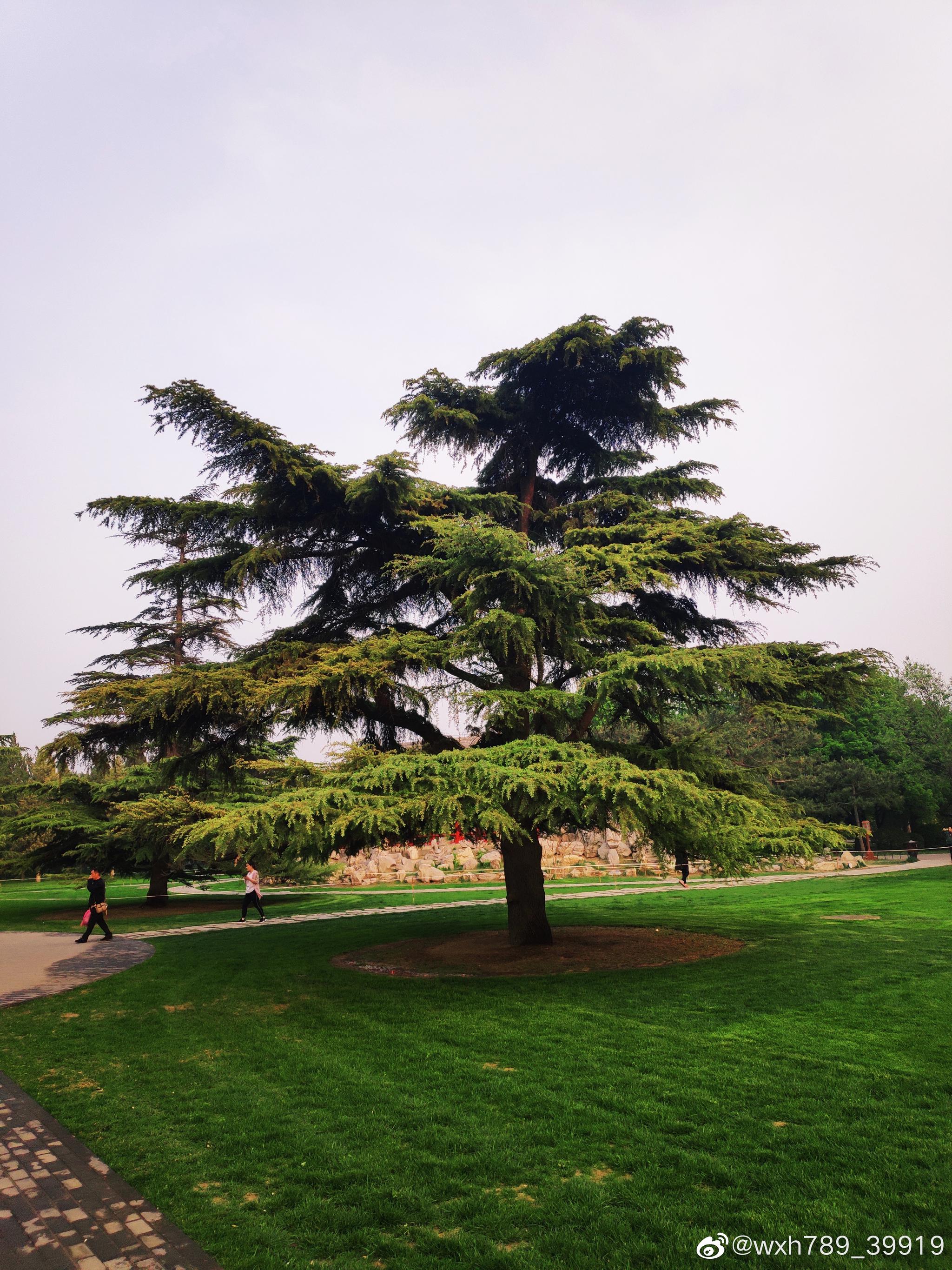 世界地球日绿色养眼图