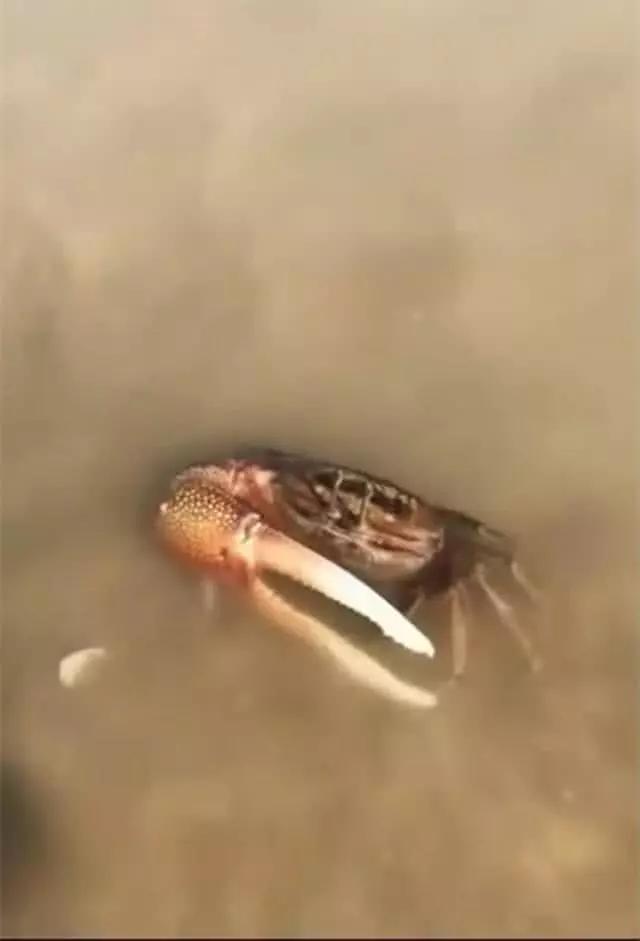 赶海捡到一只小螃蟹,却长着一只"麒麟臂",蟹钳比身子还大!